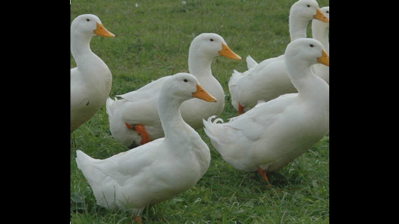 Ducks fishing in Lake