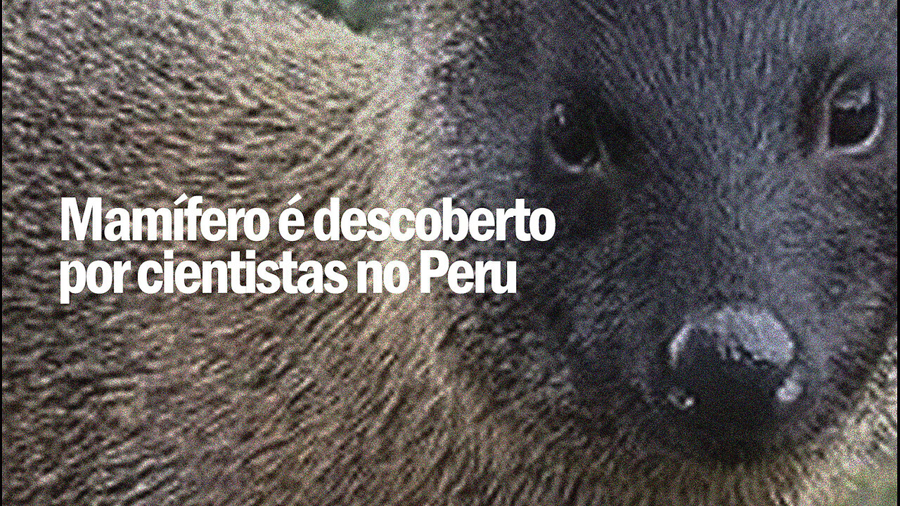 Nova espécie de mamífero é descoberta | New species of mammal discovered | JV Jornalismo Verdade