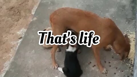 That's life