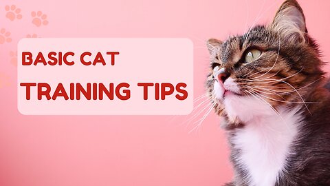 Basic Cat Training Tips