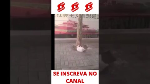 Gato fazendo abdominal #shorts