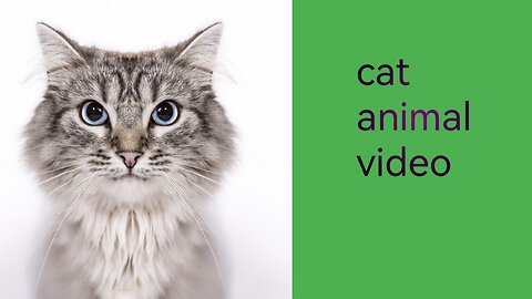 Cat animal video