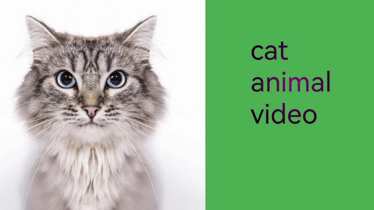 Cat animal video