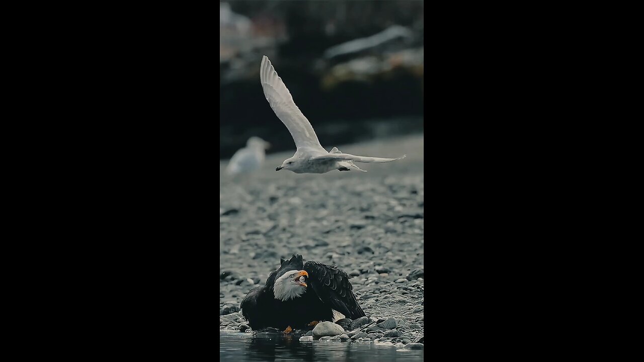 🦅🦅