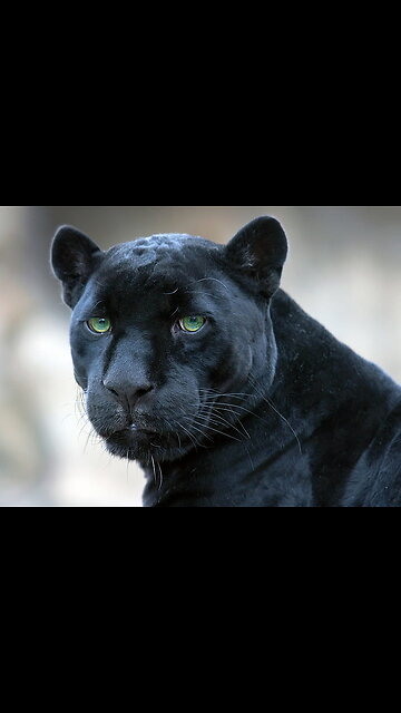 Black Jaguar 🐆