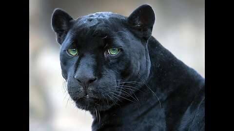 Black Jaguar 🐆