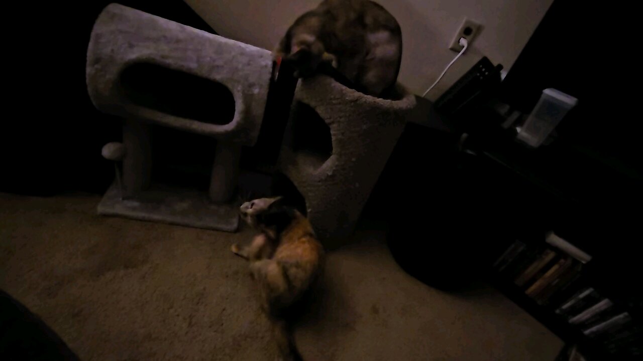 Neo and Nugget play fighting