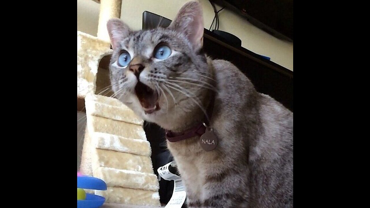 Funny Animals