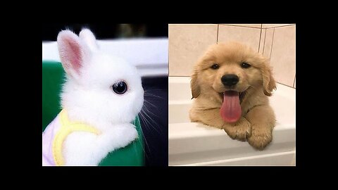 Cute funny animals