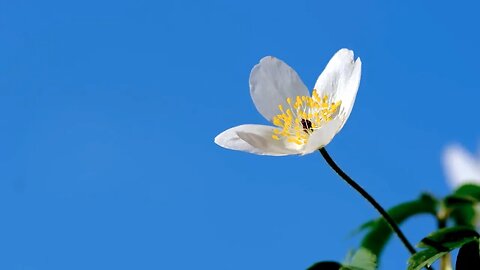Inspirational Uplifting Music - Calm and Serene Instrumentals - Flower Visuals