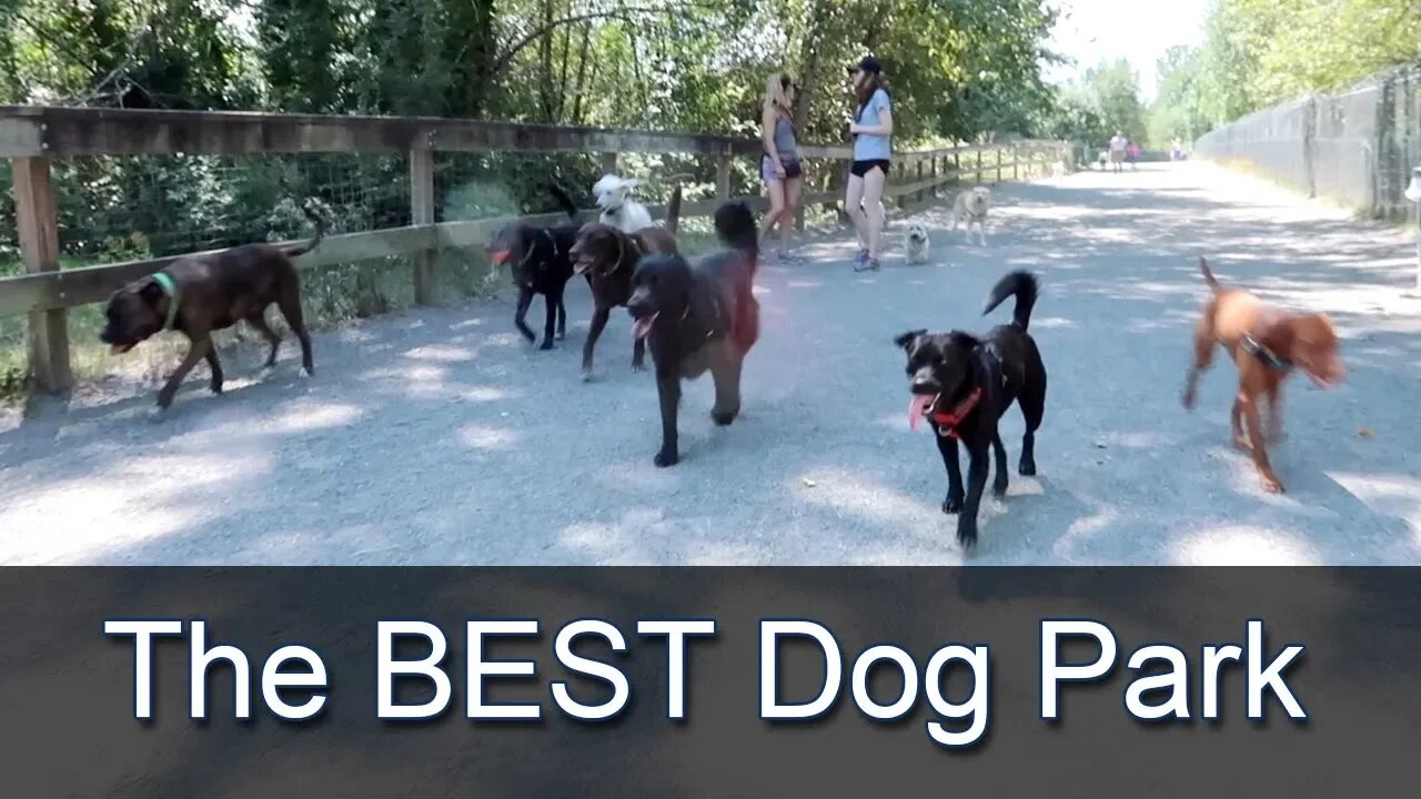 Warren G. Magnuson Dog Park in Seattle