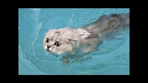 Funny Cats in Water Cats Love Water Video