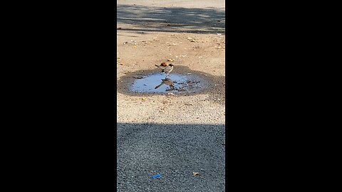 Bird in Puddle