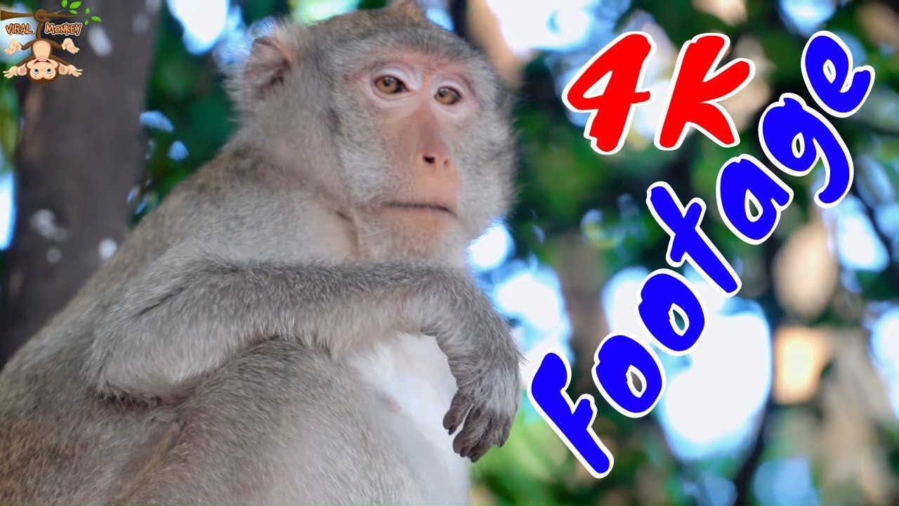 Animal Footage - Monkeys Beautiful Scenes