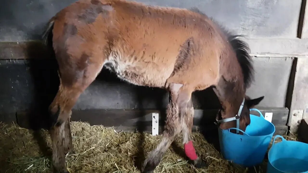 Dyani on Stall rest with a broken leg after being kicked by mum 21 Oct 2018