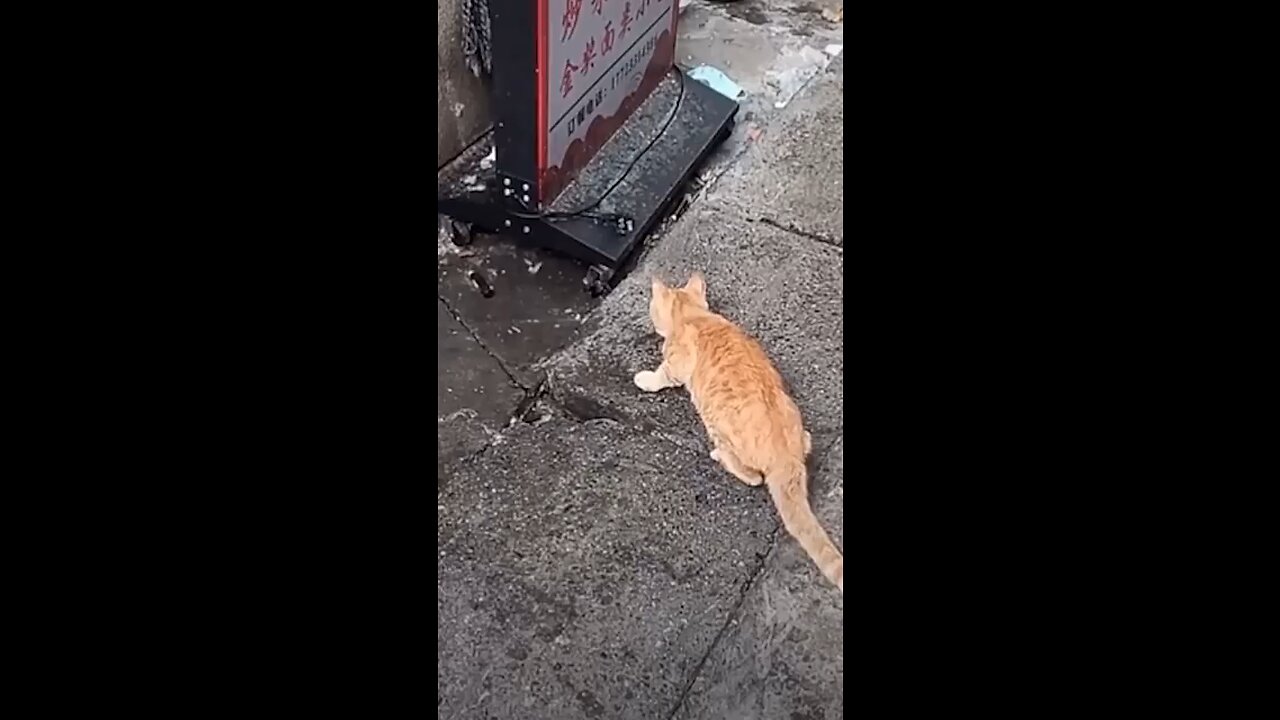 Hunter cat