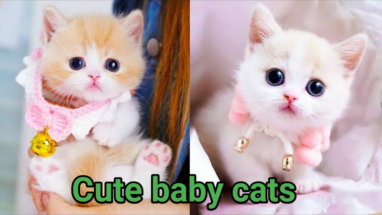 Cute Baby Cats