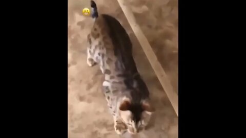 funny cat videos