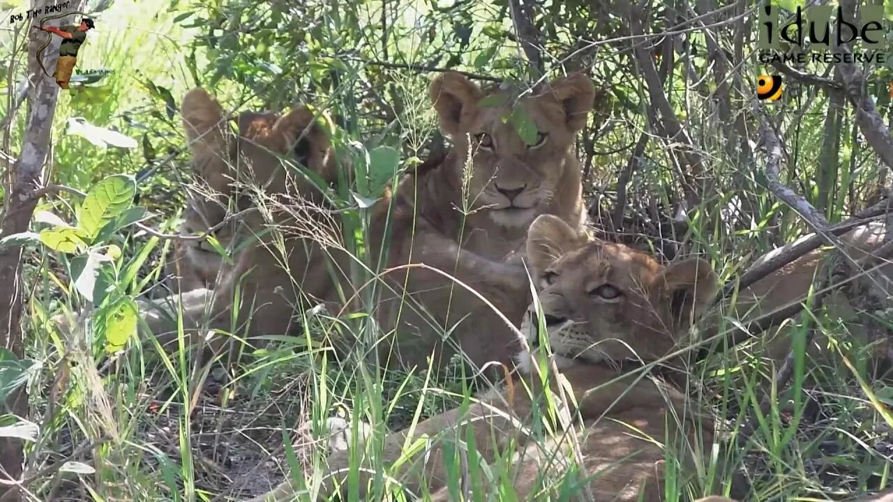 Daughters Of The Mapogo Lions - Rebuilding The Othawa Pride - 44: Calm Before The Majingilane Storm