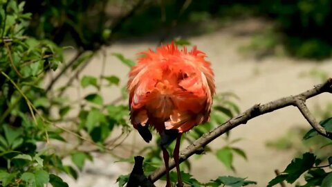 Relaxing music for study, concentration and bird videos