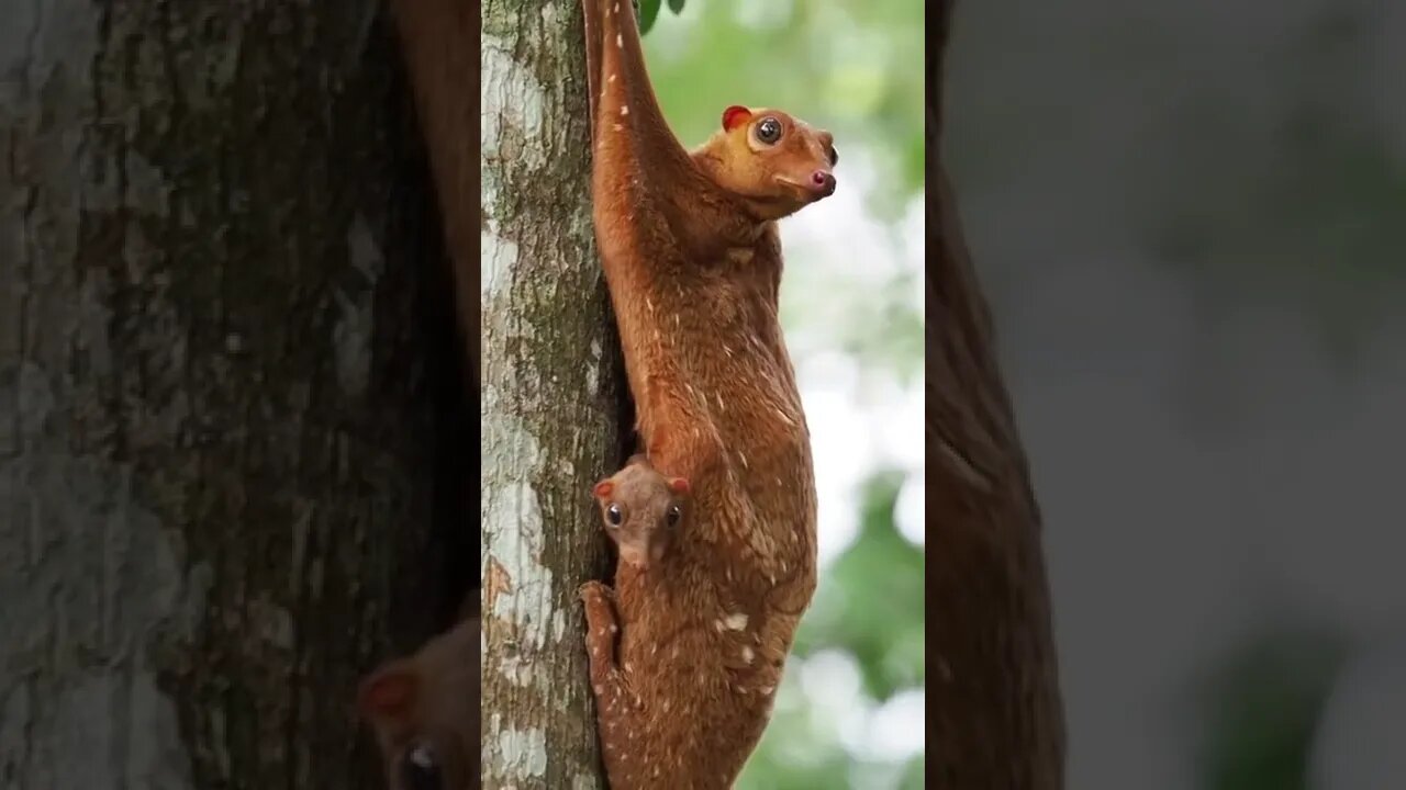 Malayan flying Lemur with her baby