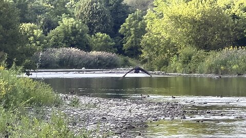 Turkey Vulture I think