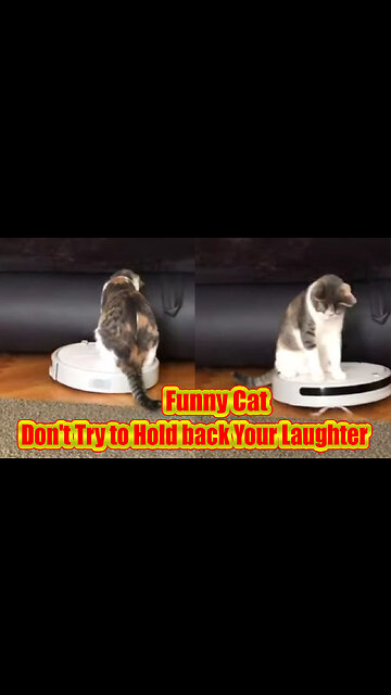 Funny Cats - Don't Try to Hold back Your Laughter | Animal love Funny #shorts