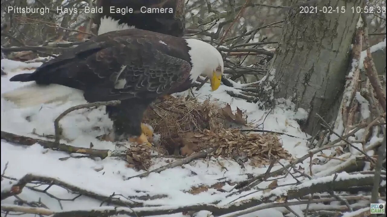 Hays Eagles Dad brings in huge stick 2021 02 15 1051AM