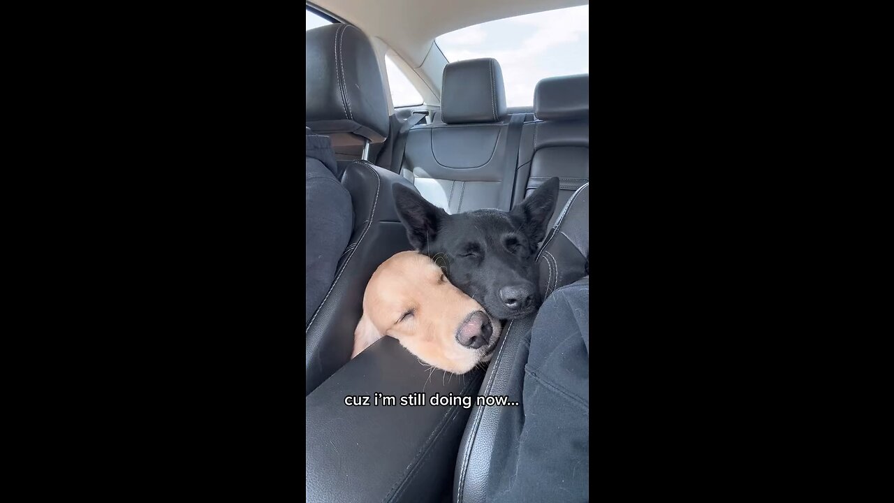 Pups Share Heartwarming Hugs During Car Ride