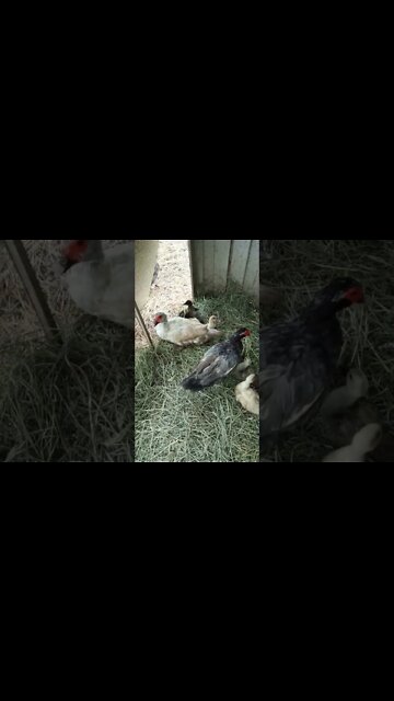 Two lots of Muscovy Ducklings and their mothers