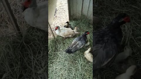 Two lots of Muscovy Ducklings and their mothers