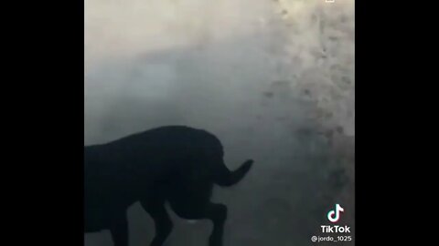 Black Lab Finds New Friends