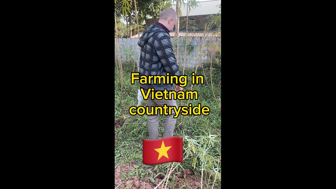 Farming in Vietnam🇻🇳 #Cassavaroot #buffalo #trau #Vietnam #Farm #hansen