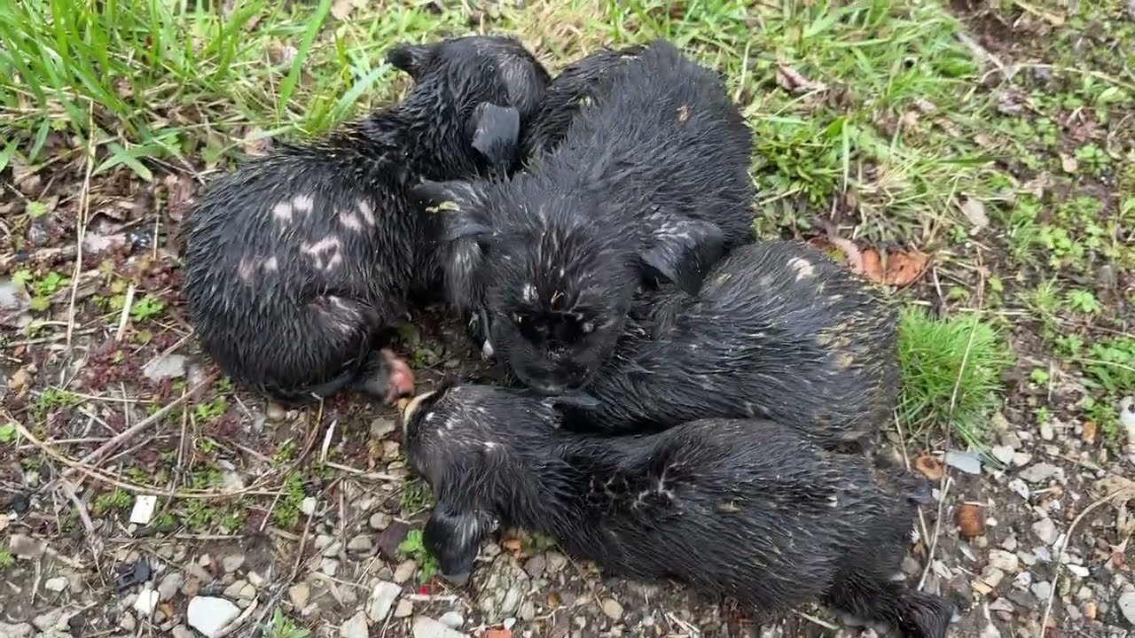 Stray Rescue - Adorable, Tiny Puppies Found Shivering in the Rain - Subtitles