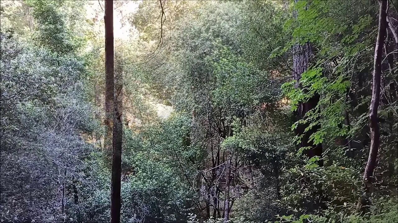 California Scrub Jay Band Practice