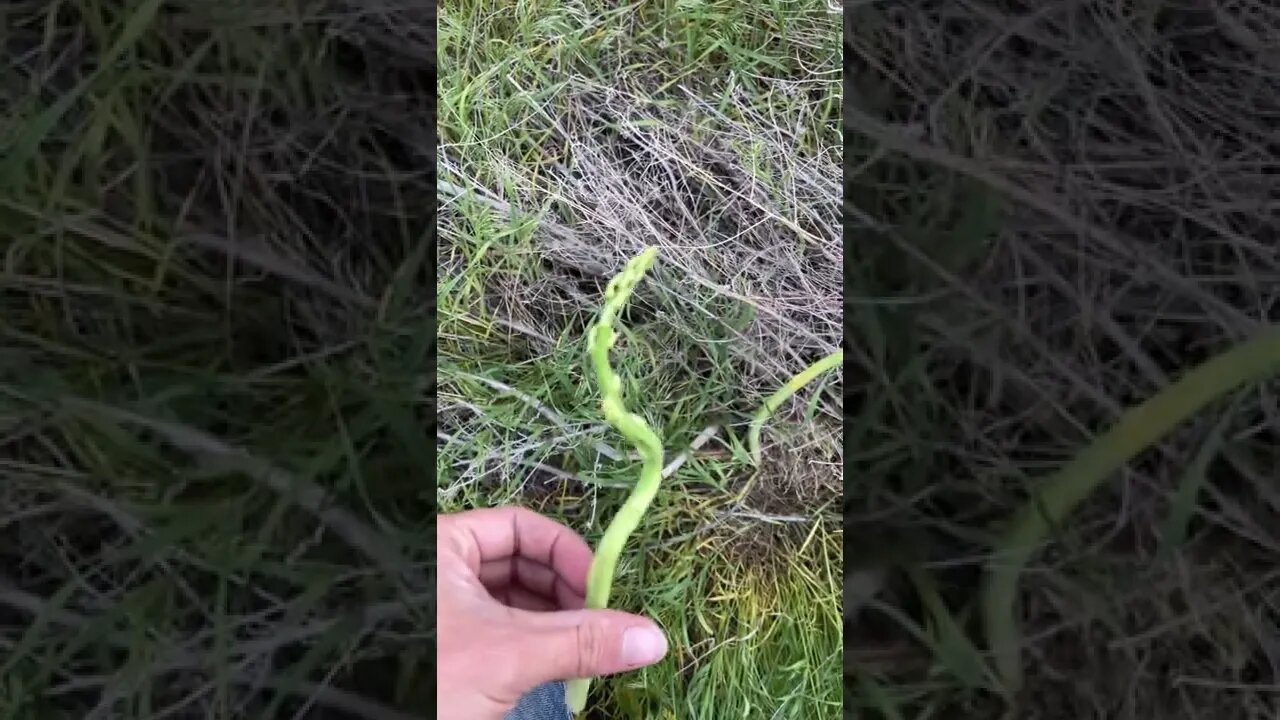 Spiral asparagus I found.