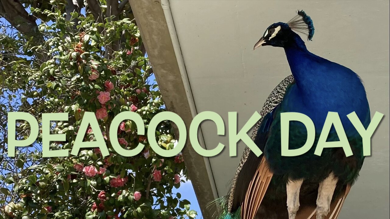 Peacock Day at the Arboretum