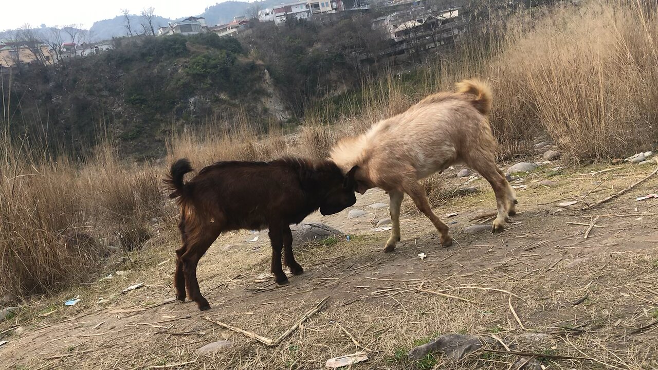 OMG Goat Fight😱