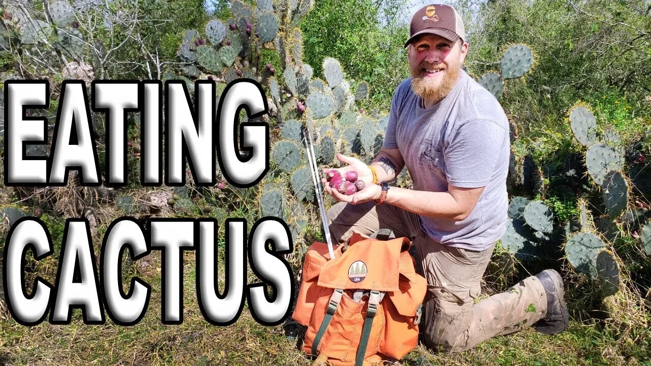 How To Eat A Cactus Fruit AKA Prickly Pear/ Day 3 Of 30 Day Survival Challenge Texas