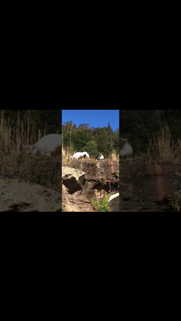 Geese watch me from up high