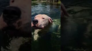 Dogo Doggy Paddle