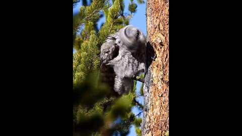 Owl exercises in Yellowstone