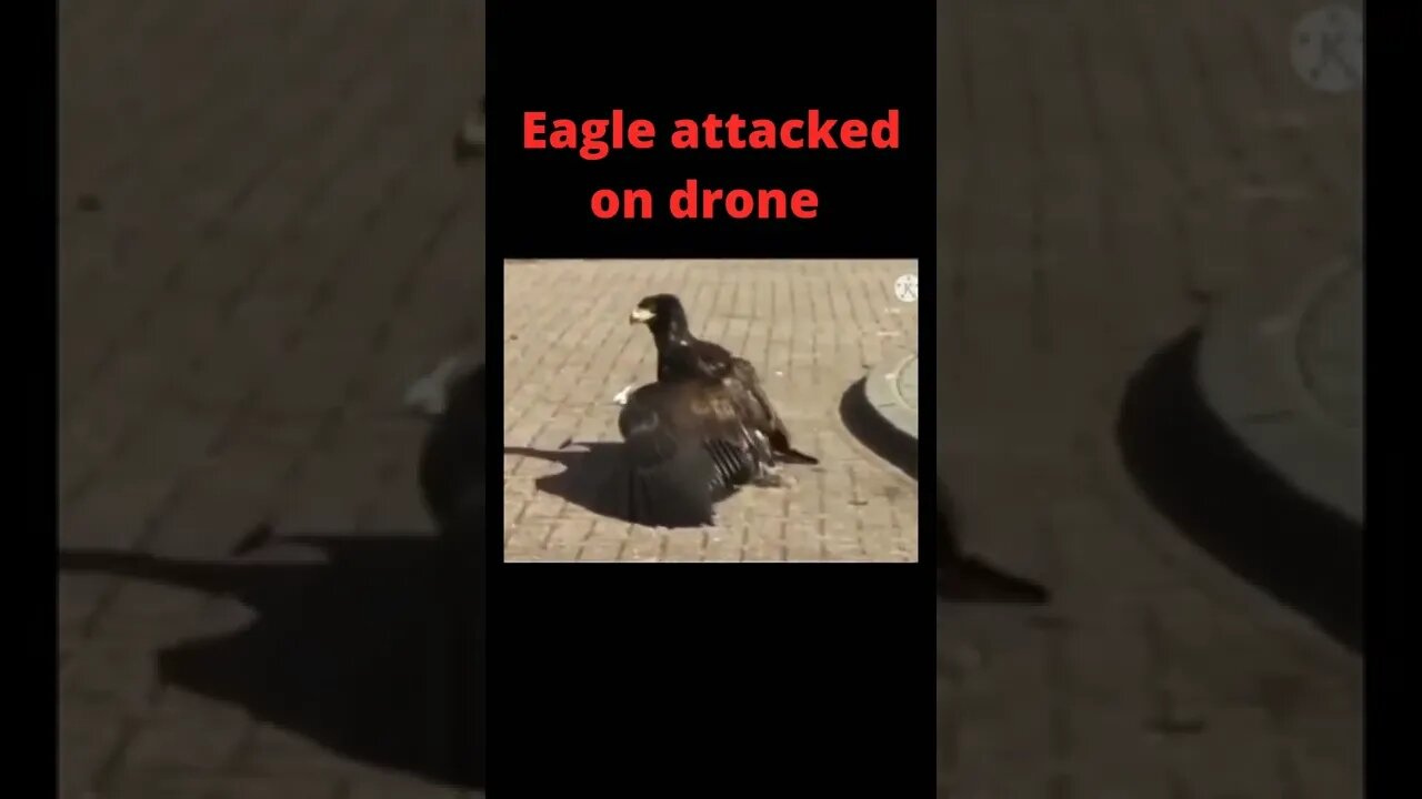 Eagle attacked drone 😳