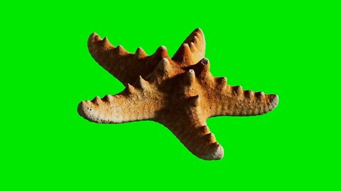 yellow sea star on green chromakey background