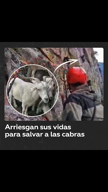 Rescate audaz: socorristas salvan a seis cabras atrapadas en un acantilado
