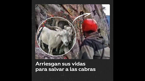 Rescate audaz: socorristas salvan a seis cabras atrapadas en un acantilado