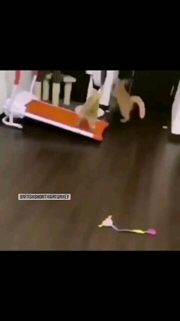 Cat / corona19 😂😂😂😂😂🤣🤣