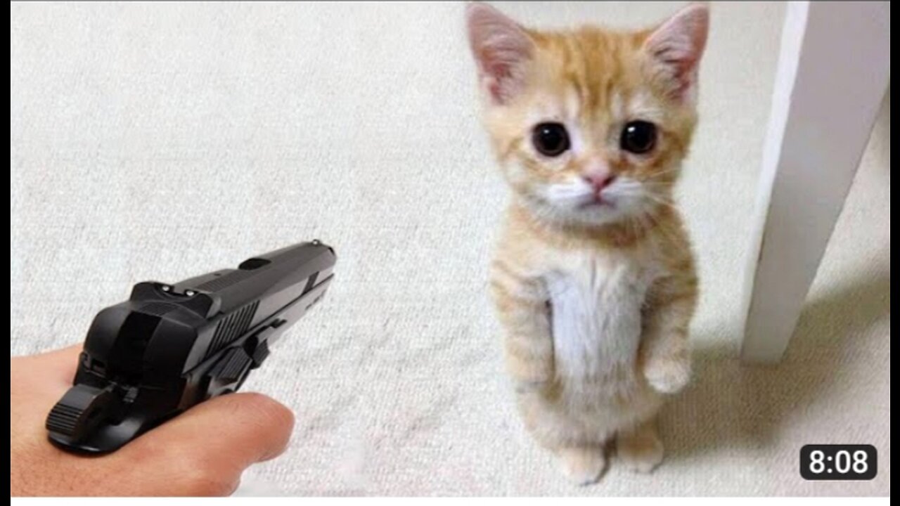 Funniest Animals 🤣 funny dogs and cat videos😹😺🐶🐶.