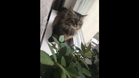 The cat who loves plants