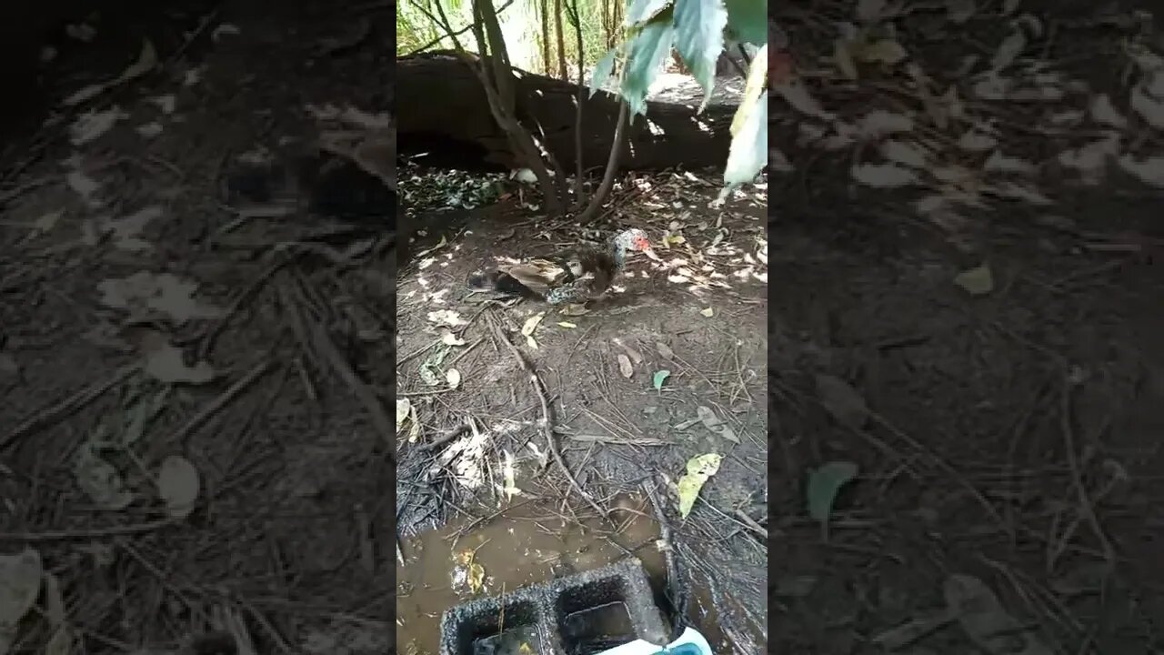 Bronze Muscovy Duck